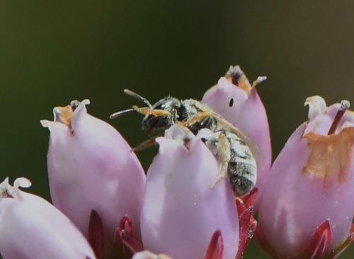 Réf. 235 960 : Seladonia sp.